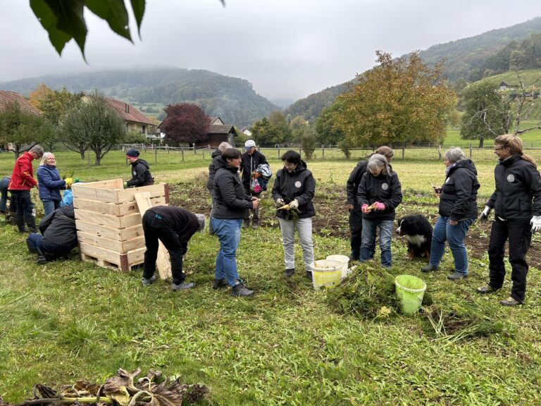 Die Gütiger Landfrauen bei der Ernte der "Chüttiger Rüebli"